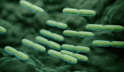 Polvere probiotica liofilizzata altamente stabile da 100 miliardi di CFU/g Lactobacillus Delbrueckii Subsp.  Bulgarico